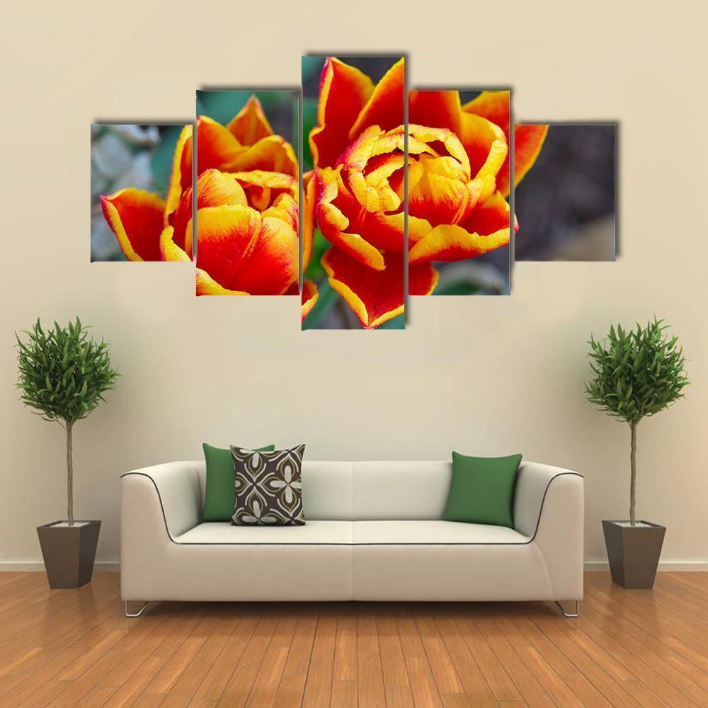 Red Tulips Close-Up Canvas Wall Art-5 Star-Gallery Wrap-62" x 32"-Tiaracle