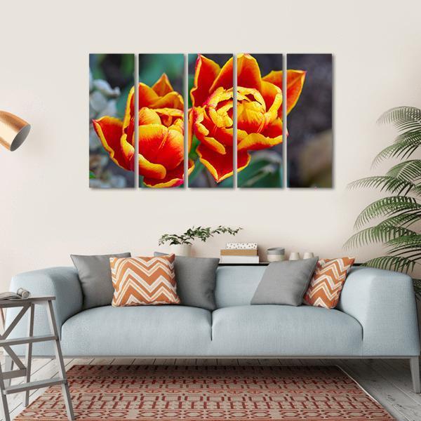 Red Tulips Close-Up Canvas Wall Art-5 Horizontal-Gallery Wrap-22" x 12"-Tiaracle