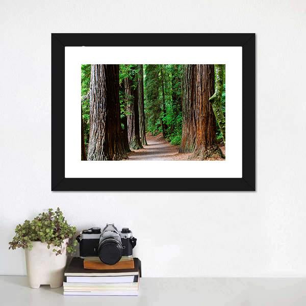 Redwoods Forest Rotorua Canvas Wall Art-3 Horizontal-Gallery Wrap-25" x 16"-Tiaracle
