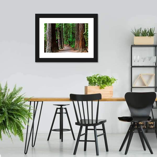Redwoods Forest Rotorua Canvas Wall Art-3 Horizontal-Gallery Wrap-25" x 16"-Tiaracle