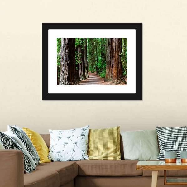 Redwoods Forest Rotorua Canvas Wall Art-1 Piece-Framed Print-20" x 16"-Tiaracle