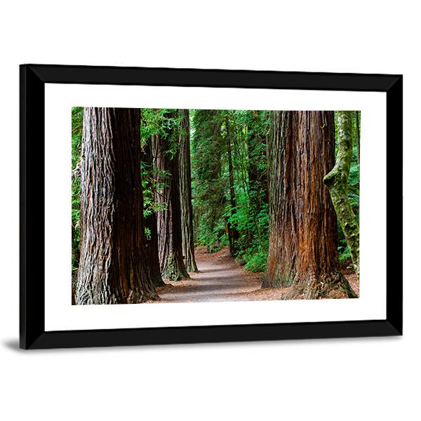 Redwoods Forest Rotorua Vertical Canvas Wall Art-3 Vertical-Gallery Wrap-12" x 25"-Tiaracle
