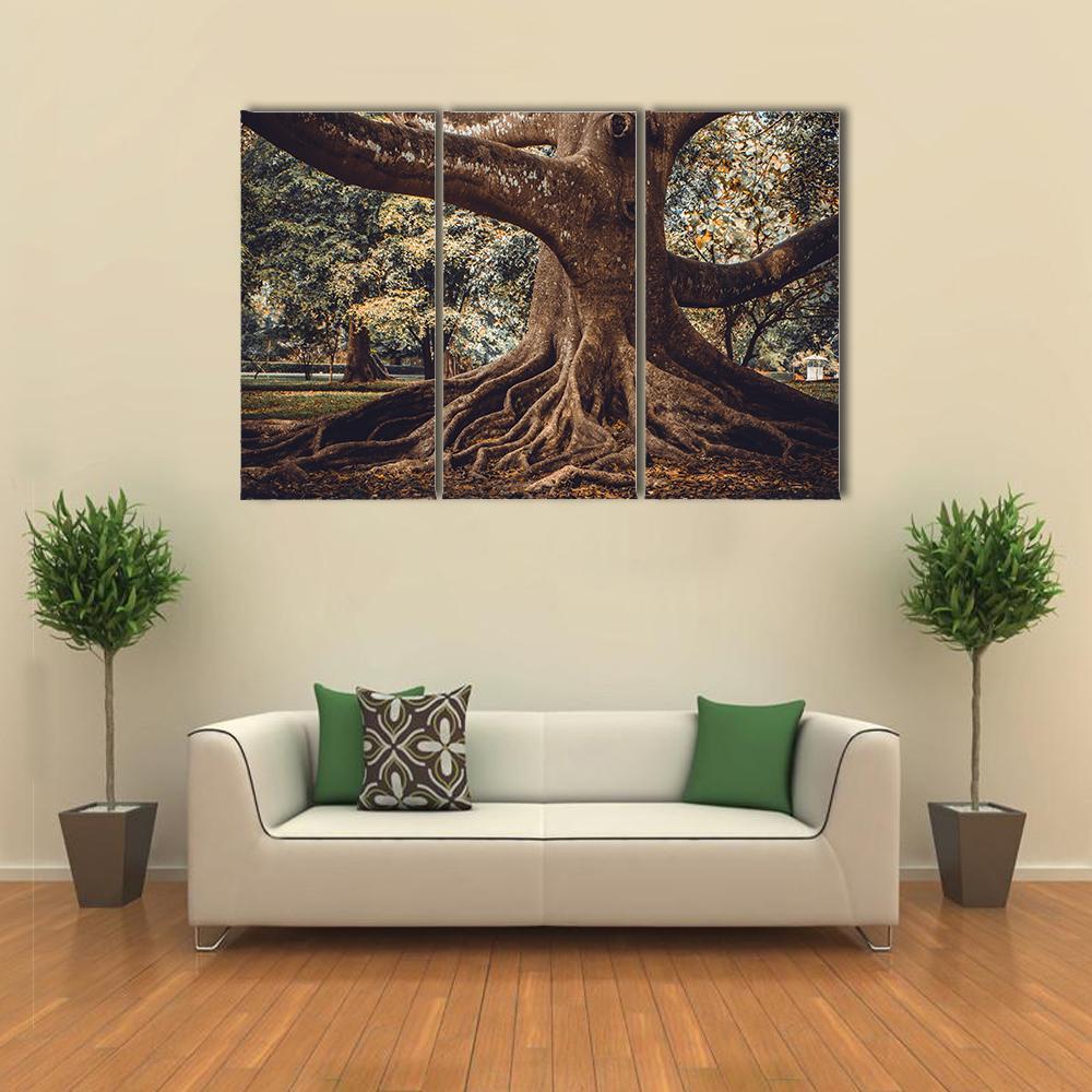 Root Of The Tree In The Forest Canvas Wall Art-3 Horizontal-Gallery Wrap-37" x 24"-Tiaracle