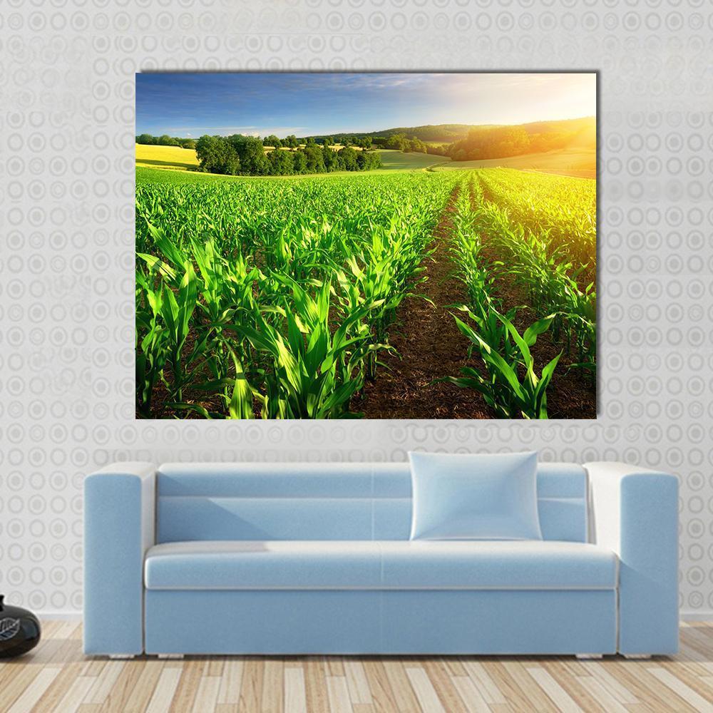 Rows Of Young Corn Plants On A Fertile Field Canvas Wall Art-1 Piece-Gallery Wrap-48" x 32"-Tiaracle