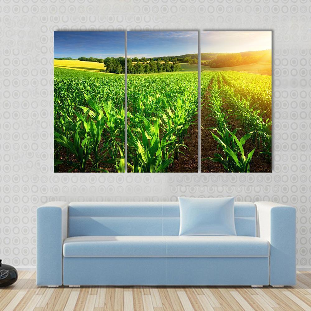 Rows Of Young Corn Plants On A Fertile Field Canvas Wall Art-3 Horizontal-Gallery Wrap-37" x 24"-Tiaracle