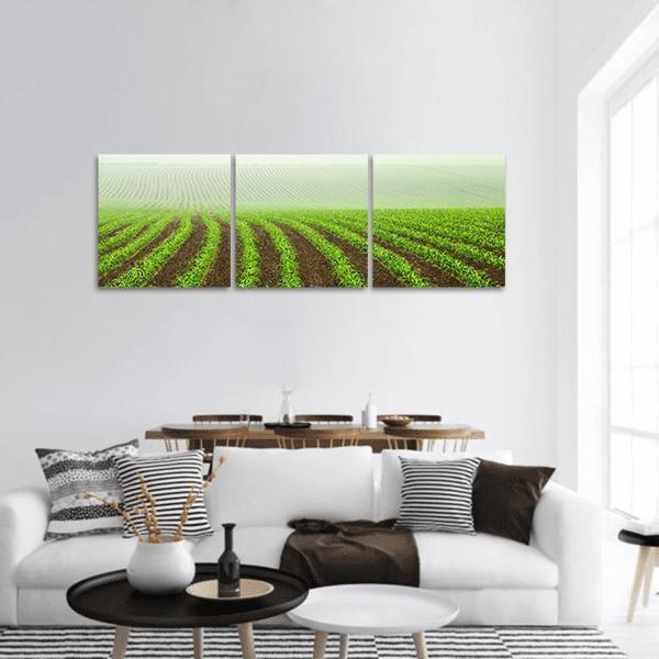 Rows Of Young Corn Plants On A Field Panoramic Canvas Wall Art-3 Piece-25" x 08"-Tiaracle
