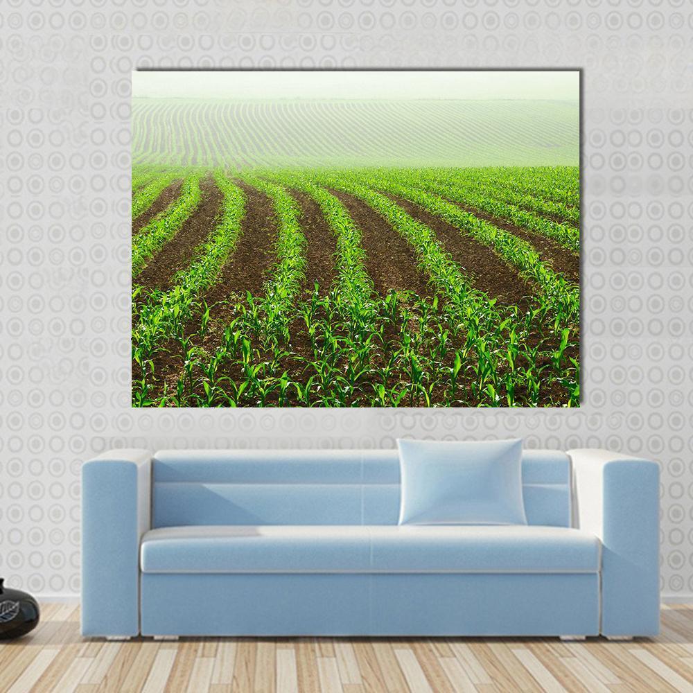 Rows Of Young Corn Plants On A Moist Field In A Misty Morning Canvas Wall Art-5 Pop-Gallery Wrap-47" x 32"-Tiaracle