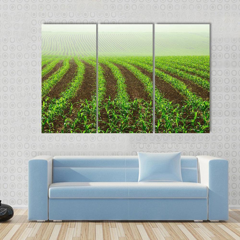 Rows Of Young Corn Plants On A Moist Field In A Misty Morning Canvas Wall Art-3 Horizontal-Gallery Wrap-37" x 24"-Tiaracle