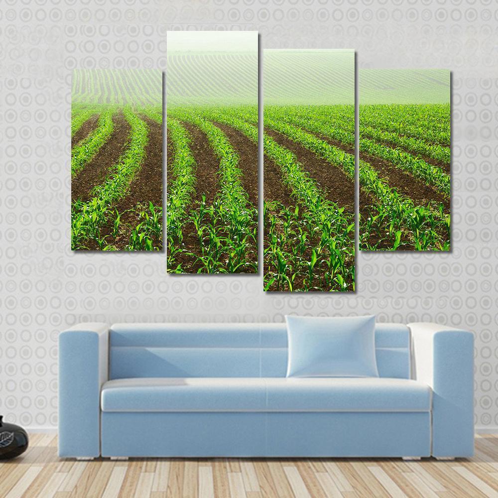 Rows Of Young Corn Plants On A Moist Field In A Misty Morning Canvas Wall Art-4 Pop-Gallery Wrap-50" x 32"-Tiaracle