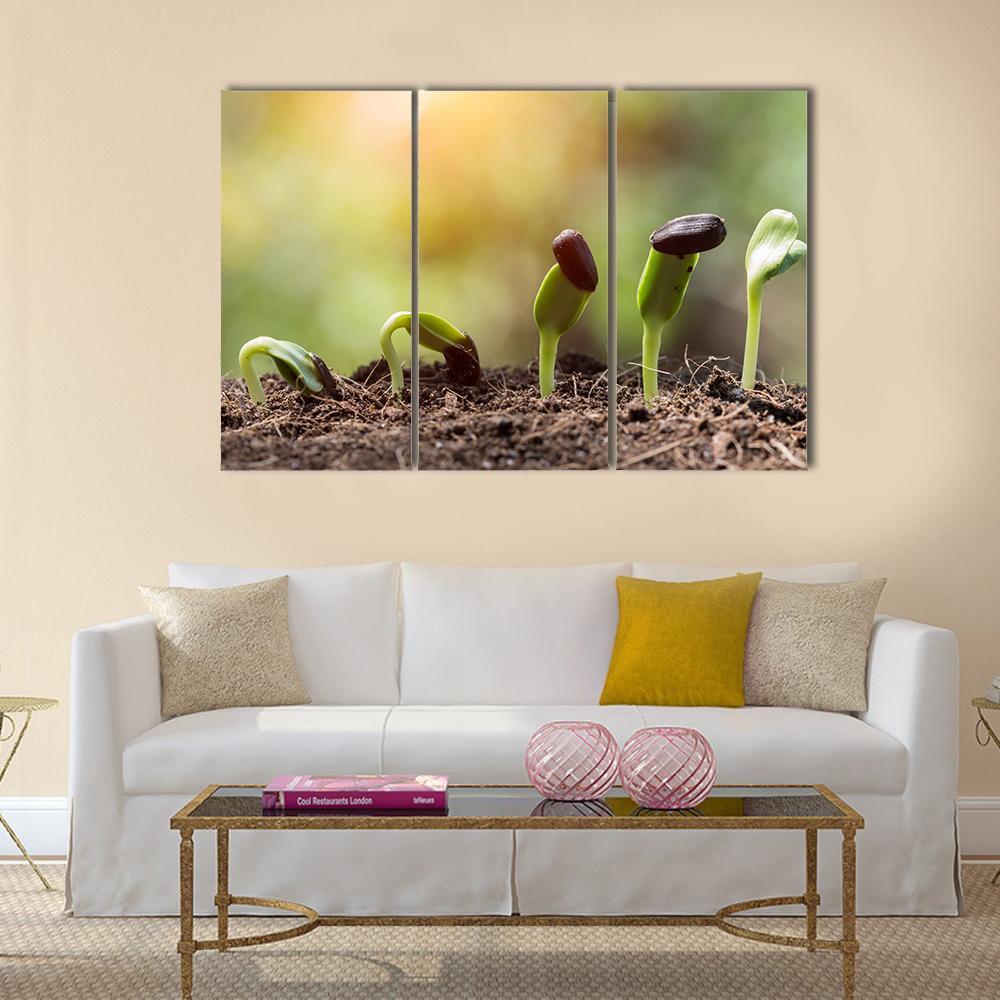 Seed Root On Soil With Sunbeam Canvas Wall Art-3 Horizontal-Gallery Wrap-37" x 24"-Tiaracle