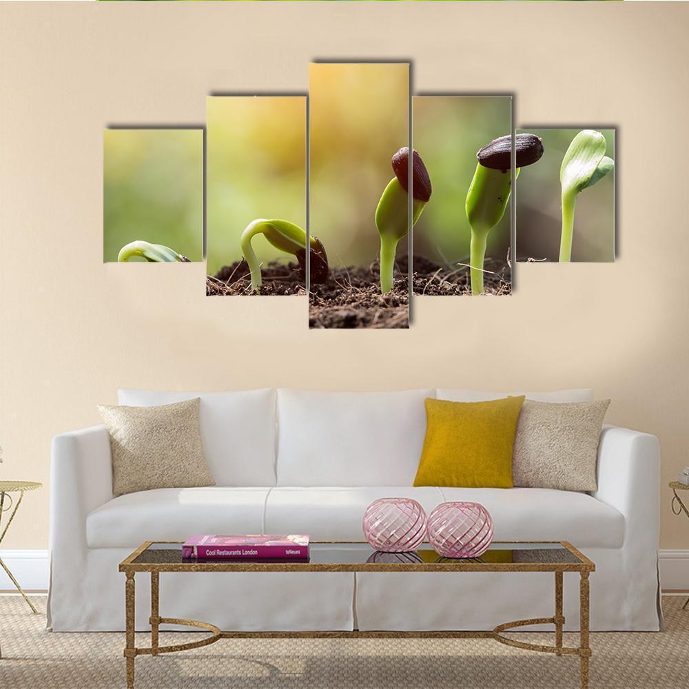 Seed Root On Soil With Sunbeam Canvas Wall Art-5 Star-Gallery Wrap-62" x 32"-Tiaracle