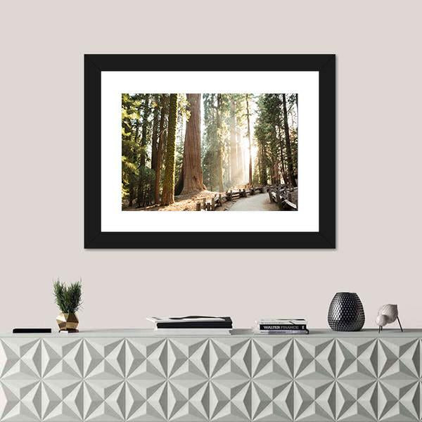 Sequoia Forest Path in Sequoia National Park Canvas Wall Art in white, brown and green, framed print, product view on a white background