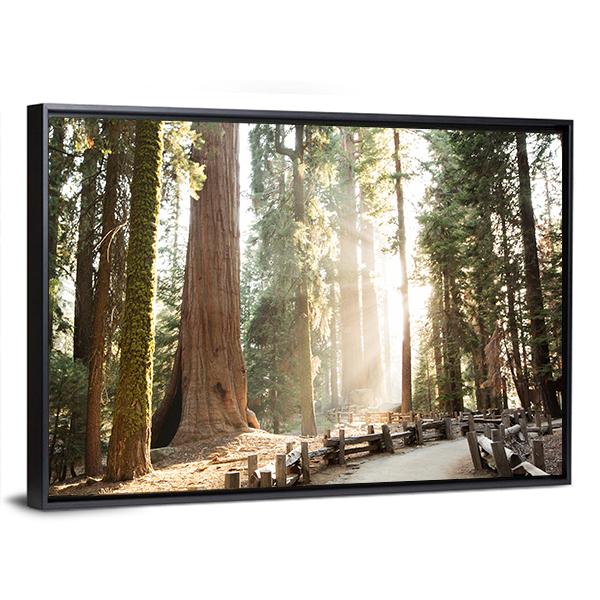 Sequoia National Park In California Canvas Wall Art-3 Horizontal-Gallery Wrap-25" x 16"-Tiaracle