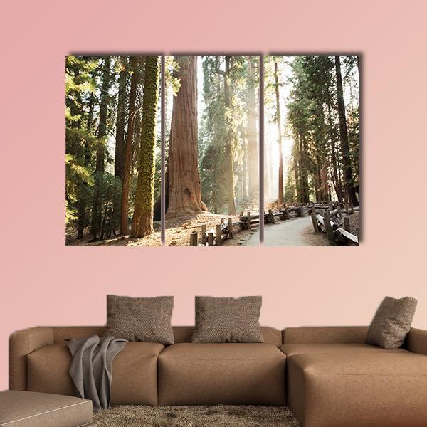Sequoia National Park In California Canvas Wall Art-3 Horizontal-Gallery Wrap-37" x 24"-Tiaracle