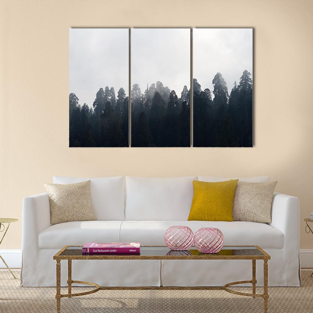 Silhouette of Redwood Forest In Mist Canvas Wall Art-3 Horizontal-Gallery Wrap-25" x 16"-Tiaracle