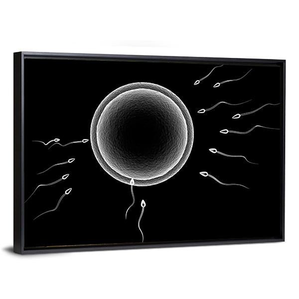 Sperm And Human Egg Canvas Wall Art-3 Horizontal-Gallery Wrap-25" x 16"-Tiaracle