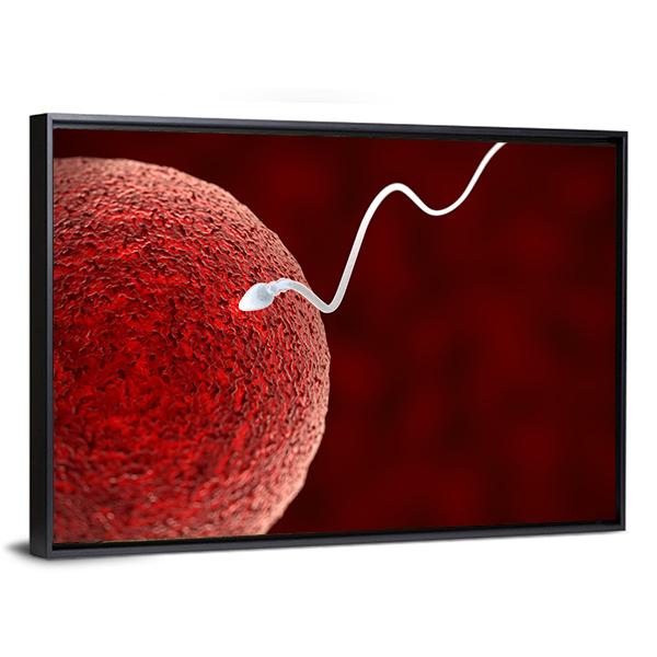 Spermatozoon Fertilizing Ovum Canvas Wall Art-3 Horizontal-Gallery Wrap-25" x 16"-Tiaracle