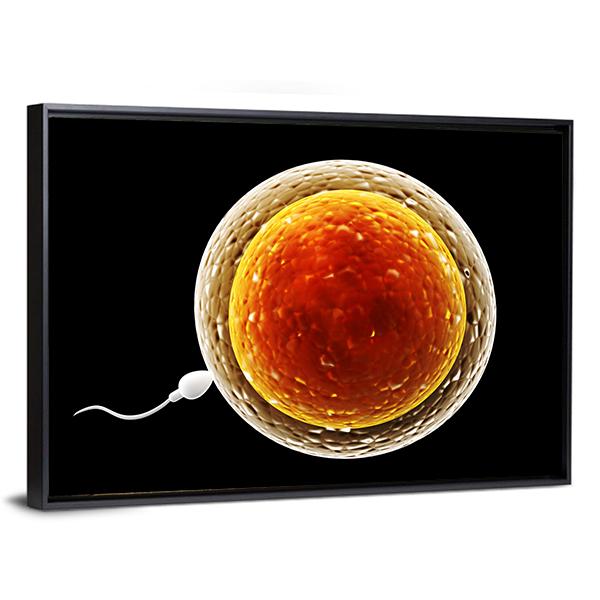 Spermatozoon Floating To Ovule Canvas Wall Art-3 Horizontal-Gallery Wrap-25" x 16"-Tiaracle