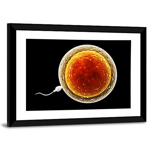 Spermatozoon Floating To Ovule Canvas Wall Art-3 Horizontal-Gallery Wrap-25" x 16"-Tiaracle