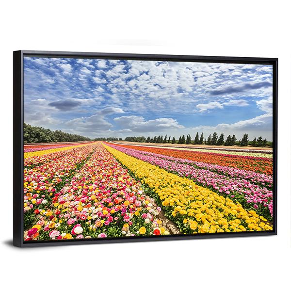 Spring Flowering Buttercups Canvas Wall Art-3 Horizontal-Gallery Wrap-25" x 16"-Tiaracle