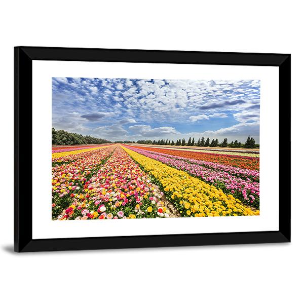 Spring Flowering Buttercups Canvas Wall Art-3 Horizontal-Gallery Wrap-25" x 16"-Tiaracle