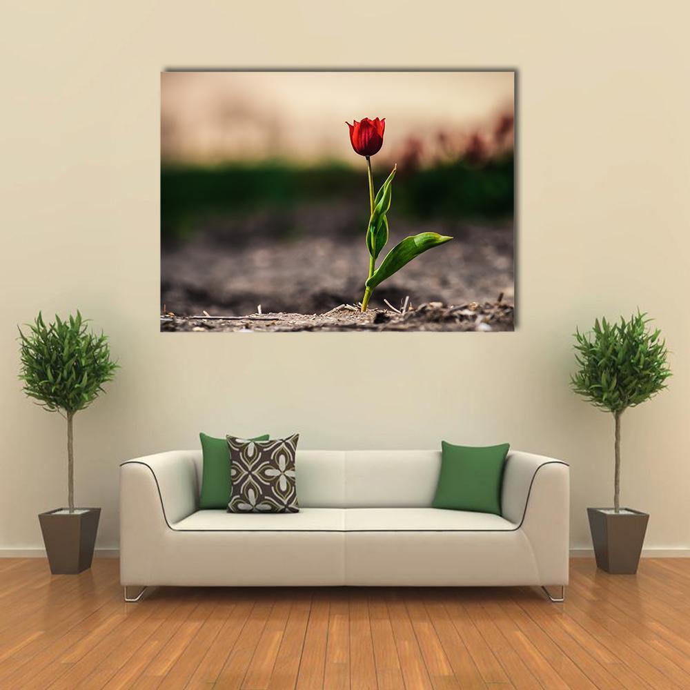 Red Tulip on Cracked Earth Canvas Wall Art in brown, red and green, single panel hung on a wall