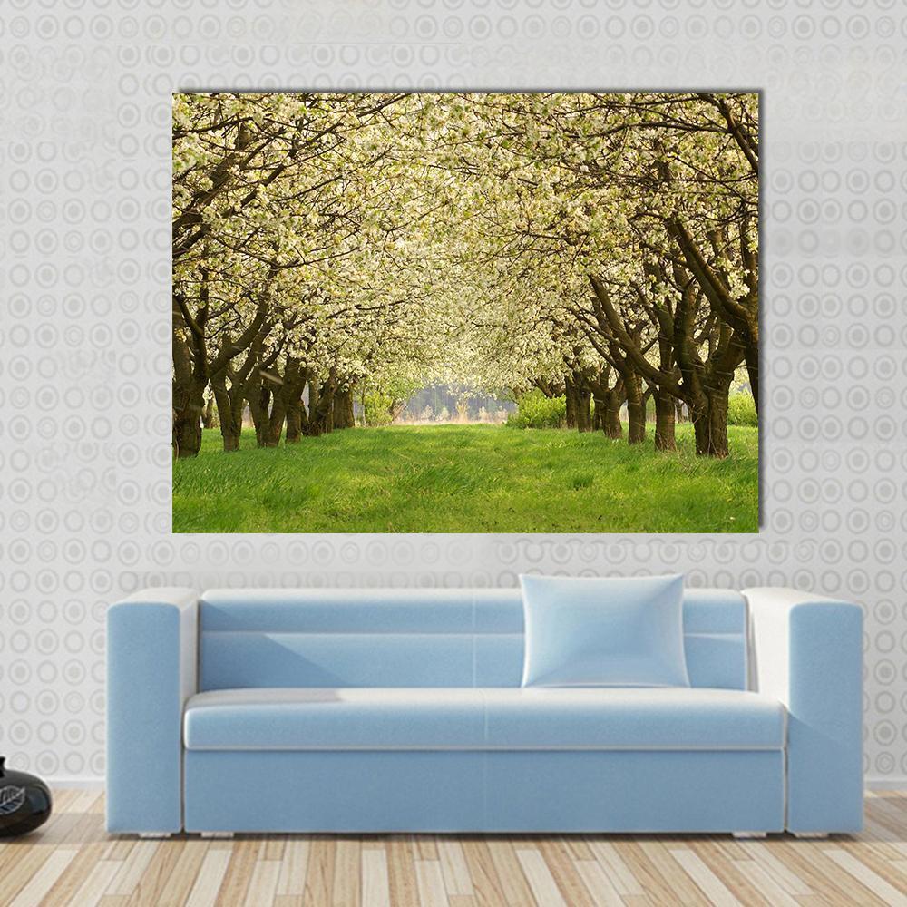 Spring In Cherry Orchard Poland Canvas Wall Art-5 Horizontal-Gallery Wrap-22" x 12"-Tiaracle