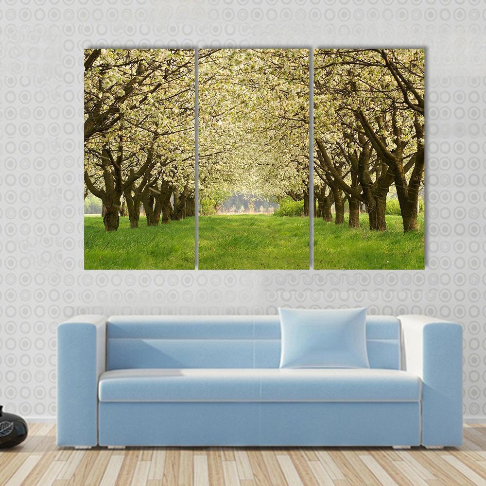 Spring In Cherry Orchard Poland Canvas Wall Art-3 Horizontal-Gallery Wrap-37" x 24"-Tiaracle
