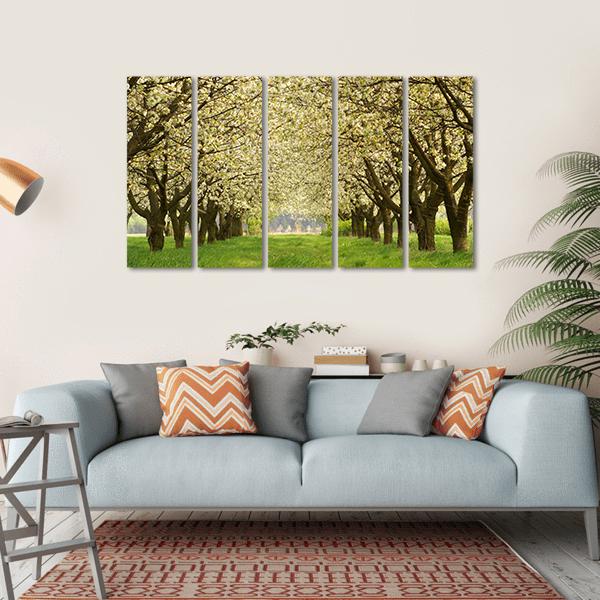 Spring In Cherry Orchard Poland Canvas Wall Art-5 Horizontal-Gallery Wrap-22" x 12"-Tiaracle