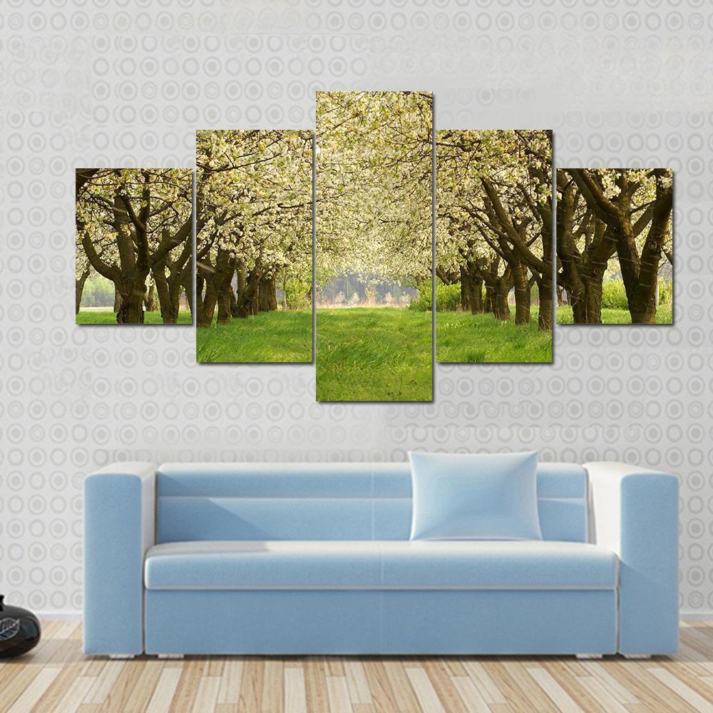Spring In Cherry Orchard Poland Canvas Wall Art-3 Horizontal-Gallery Wrap-37" x 24"-Tiaracle