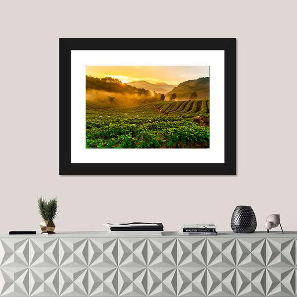 Strawberry Garden At Doi Ang Khang Canvas Wall Art-1 Piece-Framed Print-20" x 16"-Tiaracle