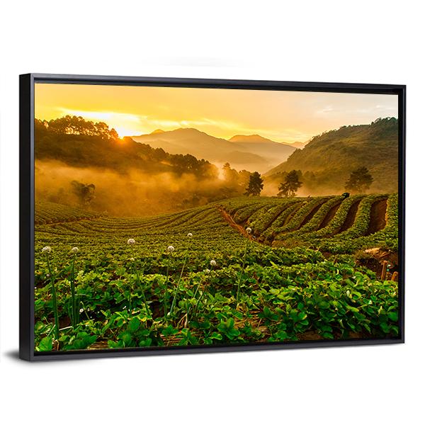 Strawberry Garden At Doi Ang Khang Canvas Wall Art-3 Horizontal-Gallery Wrap-25" x 16"-Tiaracle