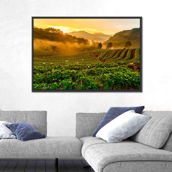 Strawberry Garden At Doi Ang Khang Canvas Wall Art-3 Horizontal-Gallery Wrap-25" x 16"-Tiaracle