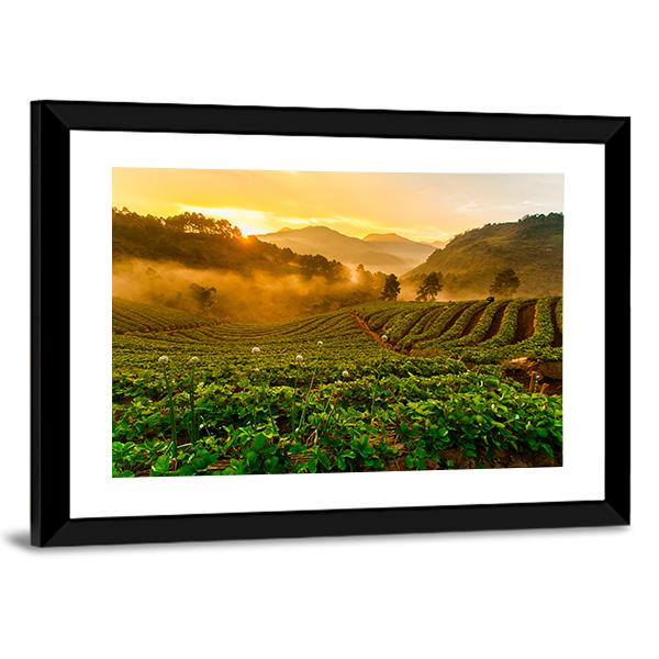 Strawberry Garden At Doi Ang Khang Canvas Wall Art-3 Horizontal-Gallery Wrap-25" x 16"-Tiaracle