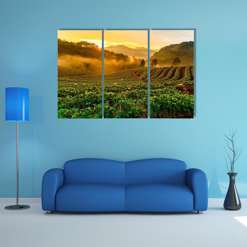 Strawberry Garden At Doi Ang Khang Canvas Wall Art-3 Horizontal-Gallery Wrap-37" x 24"-Tiaracle