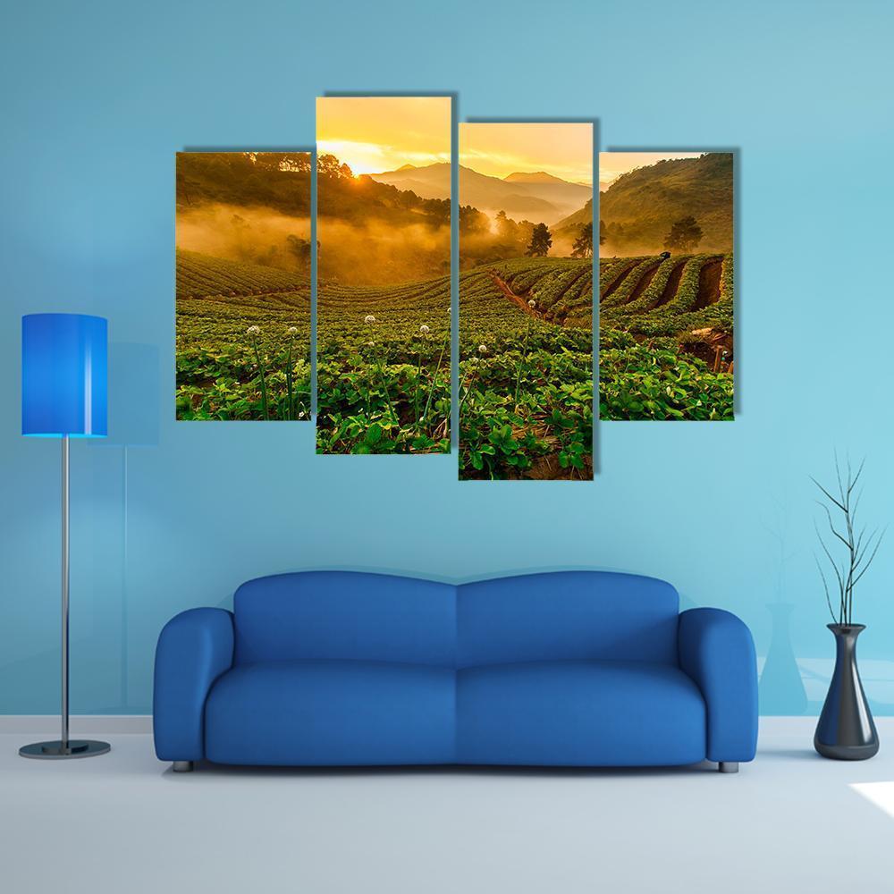 Strawberry Garden At Doi Ang Khang Canvas Wall Art-4 Pop-Gallery Wrap-50" x 32"-Tiaracle