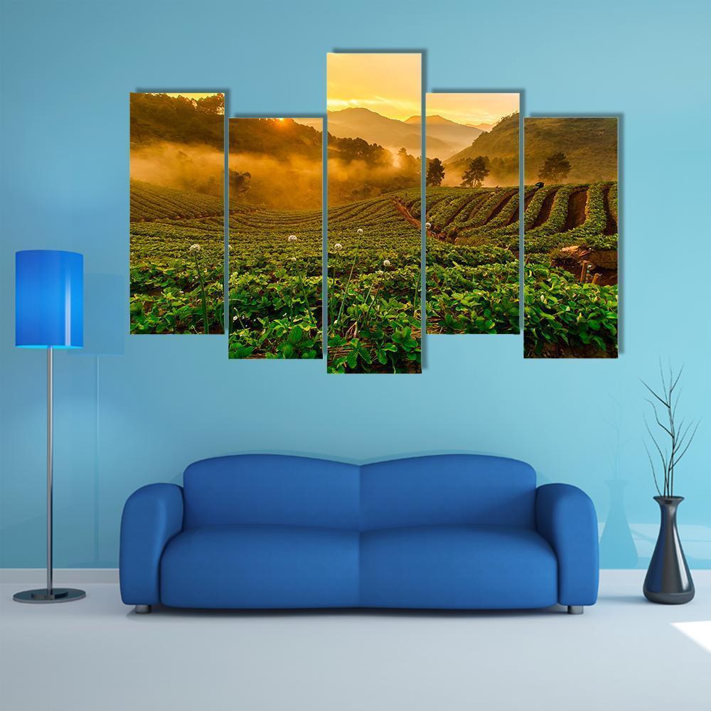 Strawberry Garden At Doi Ang Khang Canvas Wall Art-5 Pop-Gallery Wrap-47" x 32"-Tiaracle