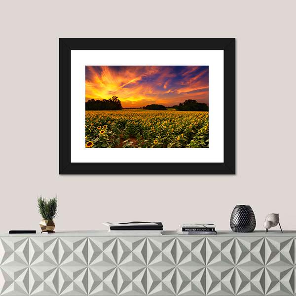 Sun Flower Field In Kansas With Sunset Canvas Wall Art-1 Piece-Framed Print-20" x 16"-Tiaracle