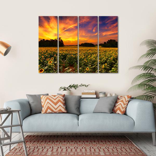 Sun Flower Field In Kansas With Sunset Canvas Wall Art-4 Horizontal-Gallery Wrap-34" x 24"-Tiaracle