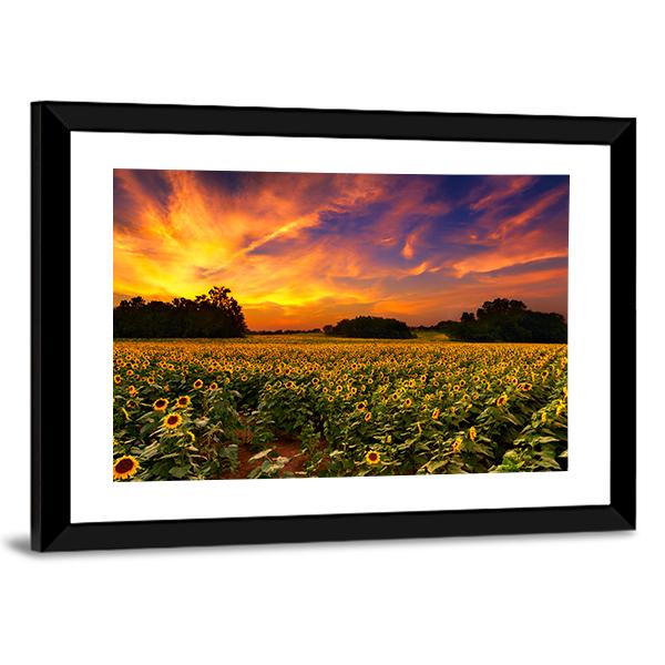 Sun Flower Field In Kansas With Sunset Canvas Wall Art-3 Horizontal-Gallery Wrap-25" x 16"-Tiaracle