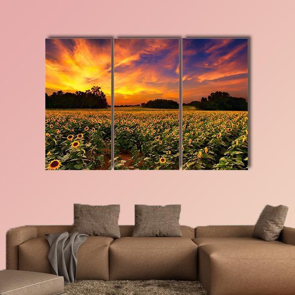 Sun Flower Field In Kansas With Sunset Canvas Wall Art-3 Horizontal-Gallery Wrap-37" x 24"-Tiaracle