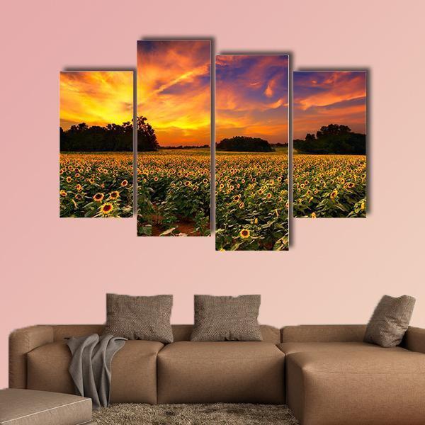 Sun Flower Field In Kansas With Sunset Canvas Wall Art-4 Pop-Gallery Wrap-50" x 32"-Tiaracle