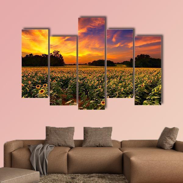 Sun Flower Field In Kansas With Sunset Canvas Wall Art-5 Pop-Gallery Wrap-47" x 32"-Tiaracle