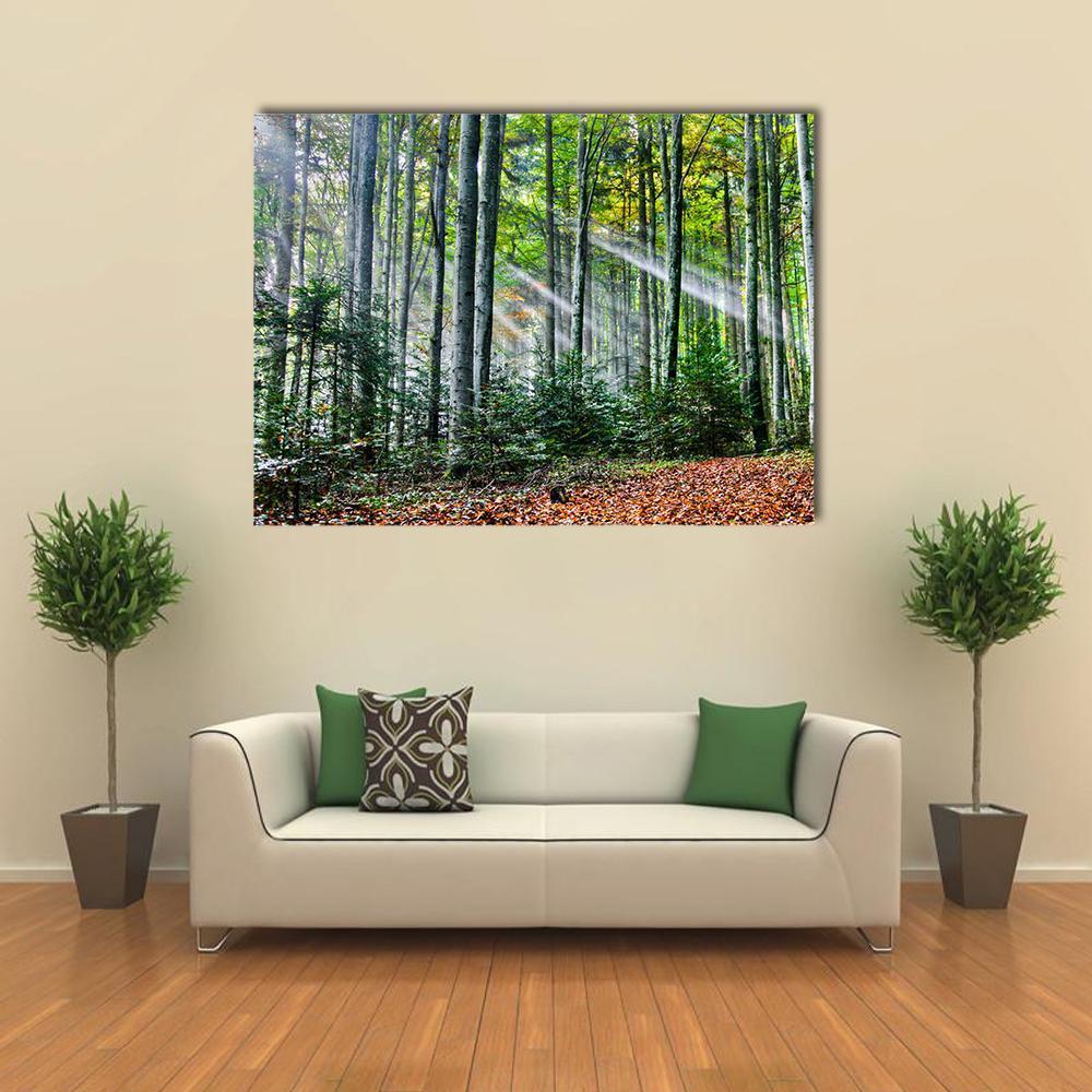 Sunlight Through Trees in Autumn Forest Canvas Wall Art in brown, orange and green, single panel hung on a wall