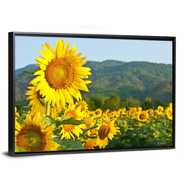 Sunflower Field And Green Mountains Canvas Wall Art-3 Horizontal-Gallery Wrap-25" x 16"-Tiaracle