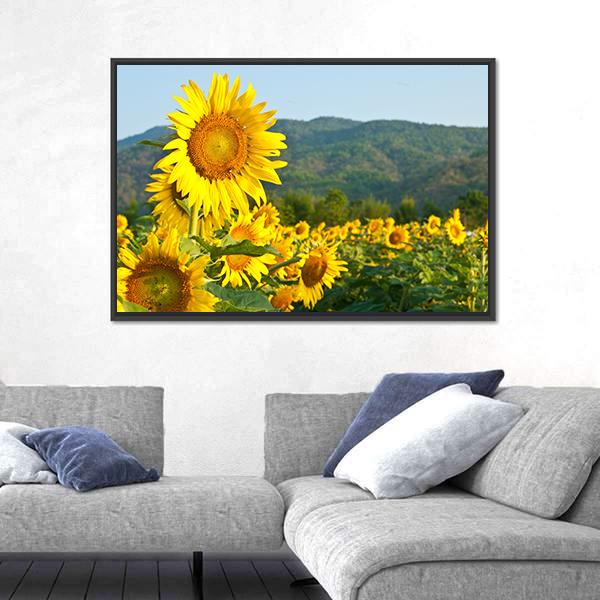 Sunflower Field And Green Mountains Canvas Wall Art-3 Horizontal-Gallery Wrap-25" x 16"-Tiaracle