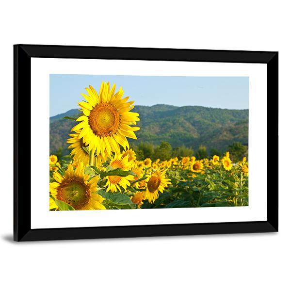 Sunflower Field And Green Mountains Canvas Wall Art-3 Horizontal-Gallery Wrap-25" x 16"-Tiaracle