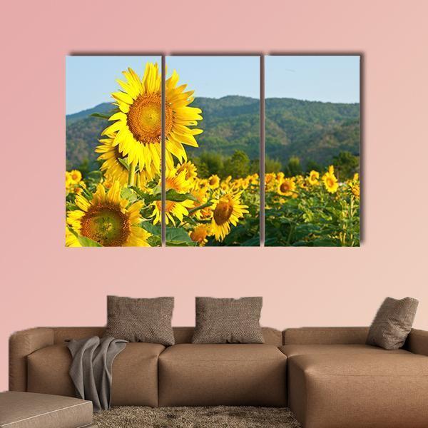 Sunflower Field And Green Mountains Canvas Wall Art-3 Horizontal-Gallery Wrap-37" x 24"-Tiaracle