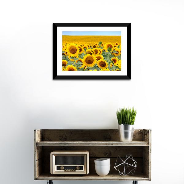 Sunflower Field Canvas Wall Art-3 Horizontal-Gallery Wrap-25" x 16"-Tiaracle