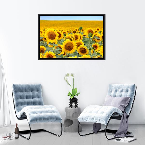 Sunflower Field Canvas Wall Art-1 Piece-Floating Frame-24" x 16"-Tiaracle